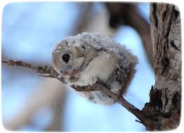 They are great unique pets. Japanese Dwarf Flying Squirrel Petpet Photos Gallery General Pet Photos Gallery Ly8or6gnav