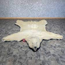 polar bear full size taxidermy rug