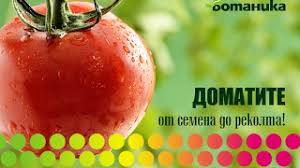 Много светлина доматите трябва да бъдат засадени на място към водата за поливане можете да добавите 4 капки йод на кофа с вода. Domatite Ot Semena Do Rekolta Youtube