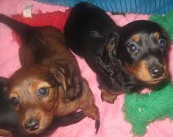 miniature long haired dachshund puppies
