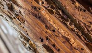Does homeowners insurance cover termites. Is Termite Damage Covered By Homeowners Insurance