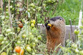 how to keep critters out of your garden