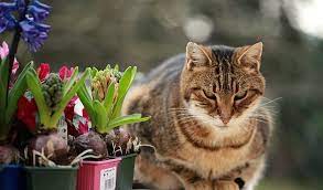 how to stop cats from fouling your garden