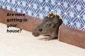 Get Rid Of Mice In Your Crawl Space