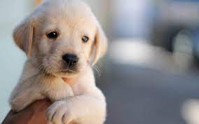 cute puppy wallpaper dog pet face