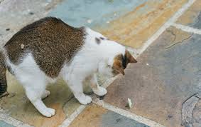 can cats eat moths what you need to