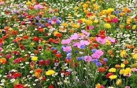It is great to have a mix, to cater for as many insects as possible. Bees Butterflies Wildflower Seed Mix The Market Co