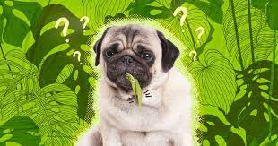Why Does My Dog Eat My House Plants