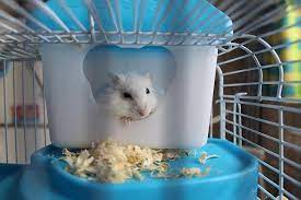 hamster need 450 square inch cage