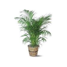 indoor decorative plant