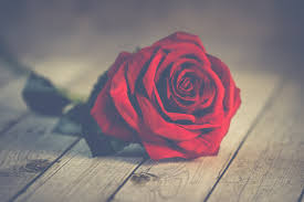valentines day in love flower rose