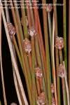 Species information: Eleocharis caduca - Flora of Zambia