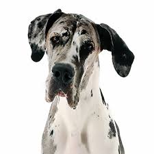 Photos Of Great Danes A Collection Of