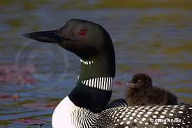 Image result for north american loon