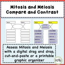 Students compare terms such as diploid and haploid, mitosis and meiosis, and germ cells and somatic cells. Comparing Mitosis And Meiosis Worksheets Teaching Resources Tpt