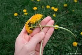 Making a flower crown can be easy and fun. 4 Fun Things To Do With Dandelions Our Days Outside