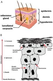skin lipids in health and disease a