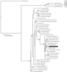 Dionysia robusta (Primulaceae), a new species from W Iran