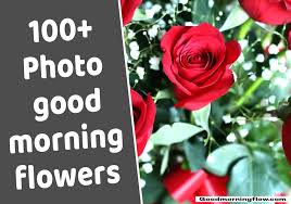 100 photo of good morning flowers