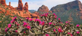 Resultado de imagen de cactus del desierto