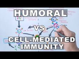 Humoral And Cell Mediated Immunity Youtube