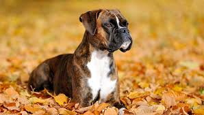 tips for your pet boxer