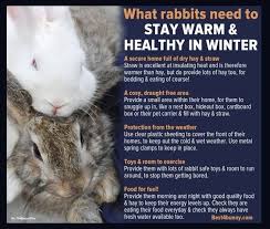 bunny cages rabbit pet rabbit