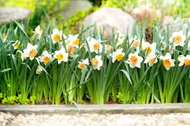 how and when to plant daffodil bulbs