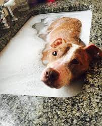 Horribly Abused Dog Deserves Every Second Of His Healing Bath