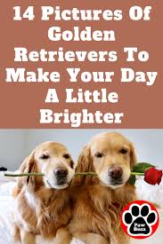 However, i was disappointed the authors failed to mention in chapter 7 the potential harm to a goldens' longevity and health when neutering or spaying. Golden Retriever Puppies Michigan Cheap Guide At Puppies Www Addlab Aalto Fi