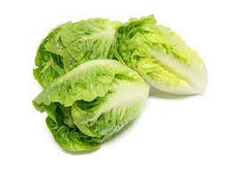 We did not find results for: Mini Romaine Lettuce Freshly Harvested From The Pfalz Region