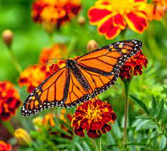 monarch erfly flowers you should