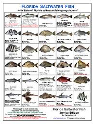 Tackle Box I D Florida Saltwater Fish Identification Card Jumbo Edition