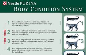Body Condition Scale Aspcapro