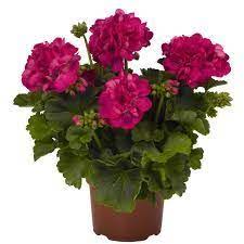 Get free shipping on qualified annuals or buy online pick up in store today in the outdoors department. Big Eeze Fuchsia Blue Geraniums Annual Flowers Plants