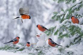 Снегирь: Они не прилетают к нам зимовать! Почему мы видим этих птиц только  зимой, и куда пернатые пропадают летом? | Книга животных | Дзен