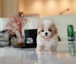 toy mini poodle puppies