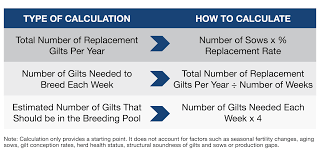 How To Achieve Successful Gilt Pool Management Zinpro