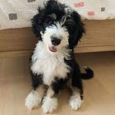 Maybe you would like to learn more about one of these? Best Bernedoodle Puppies In North Carolina Top 5 Breeders 2021 We Love Doodles
