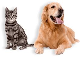 Healthy pets = happy pets. Financial Help For Your Pet Affordable Vets Near Me Animal Hospital