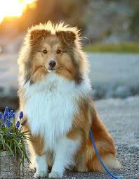the shetland sheepdog from the