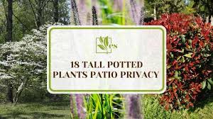 18 Tall Potted Plants Patio Privacy