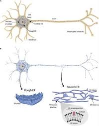 It is made up of cisternae, tubules and vesicles. Frontiers Axonal Endoplasmic Reticulum Dynamics And Its Roles In Neurodegeneration Neuroscience