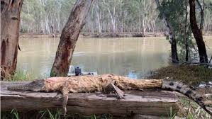 Skinned Crocodile Found In Murray River In Nsw Thousands Of