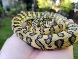 breeding pythons gumtree australia