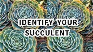 2 how to correctly identify succulents. Succulent Plants Names And Its Identification Youtube