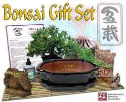 diy bonsai gift set 3 w 10 pot