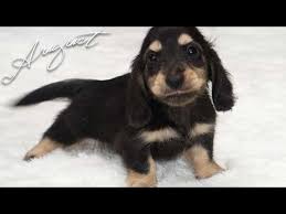 miniature longhaired dachshund puppy