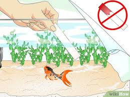 How To Identify Aquarium Fish Diseases 8 Steps With Pictures