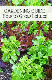 garden guide how to grow lettuce